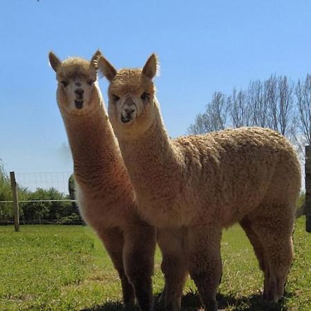 Bed and Breakfast Domaine Ramonjavel, Glamping & Alpaca'S Fongrave Exterior foto